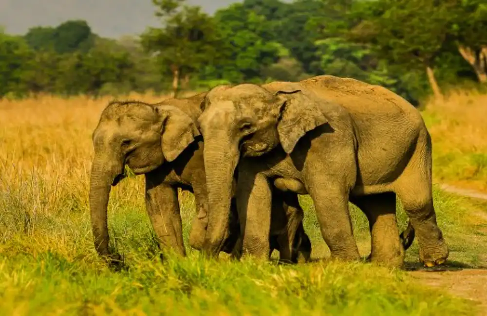 Elephant-safari-in-corbett-720x340